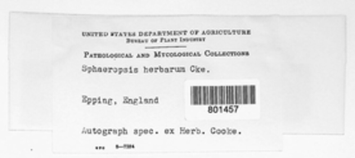 Sphaeropsis herbarum image
